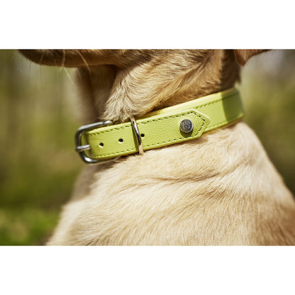 AMICI Hundehalsband Zitrone