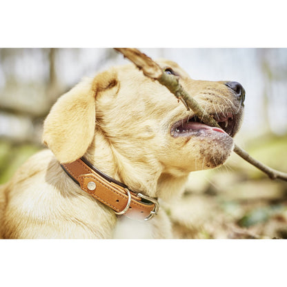 AMICI Hundehalsband Cognac