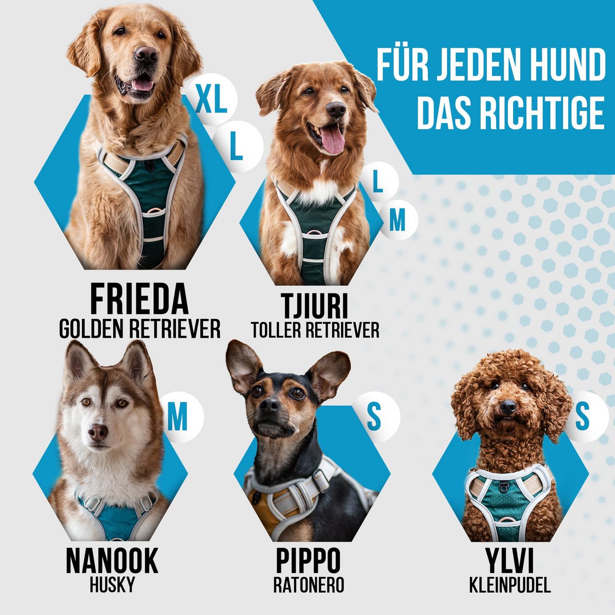 Hundegeschirr + Leine Set "Rocket"