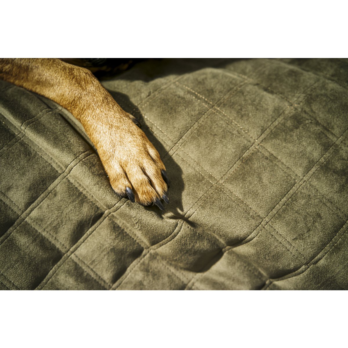 Hundedecke OXFORD, olive