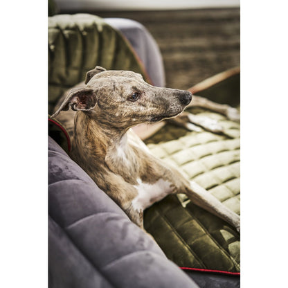 Hundedecke OXFORD, olive